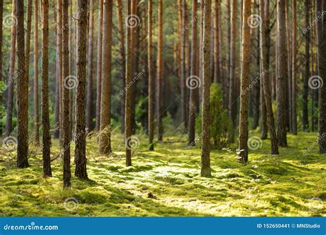 Beautiful Mixed Pine And Deciduous Forest Lithuania Stock Image
