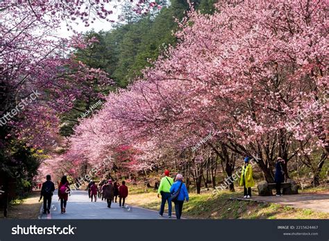 756 Sakura Garden In Wuling Farm Taiwan Images Stock Photos And Vectors