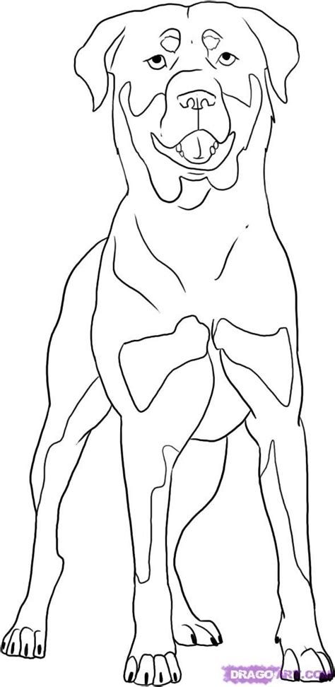 En plus de ces chiots du mélange rottweiler, il existe quelques variations. How To Draw A Rottweiler by Dawn | Animal drawings, Pet ...
