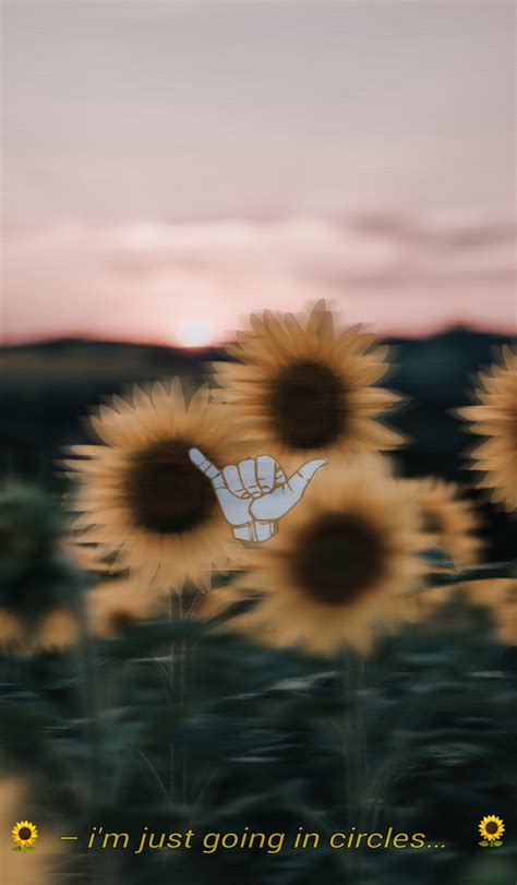 Aesthetic Sunflower Wallpapers Wallpaper Cave