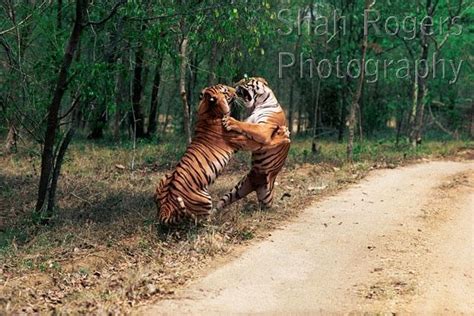 Two Male Bengal Tigers Fighting By Road Track Panthera Tigris Tigris