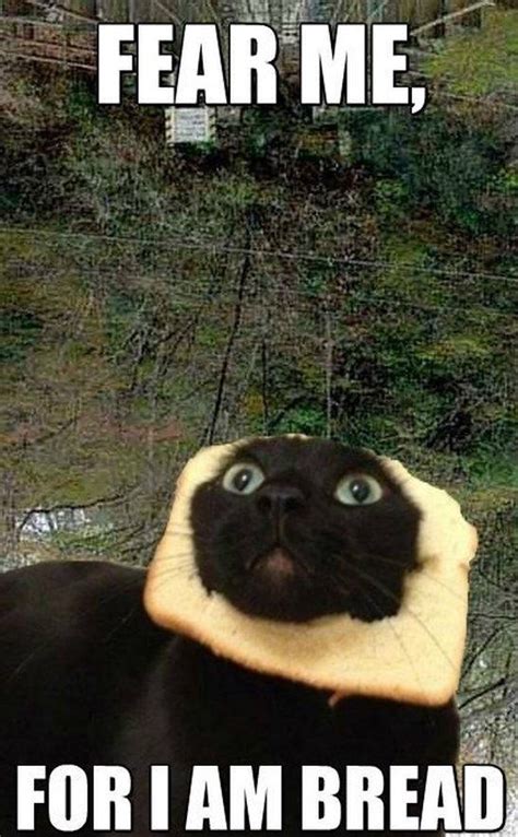 Bread Cat Funny Meme And  Funny Cat Memes Black