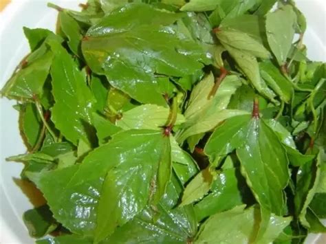 Vegetables are the foundation of a healthy diet. What is meant by gongura leaves in Tamil? - Quora