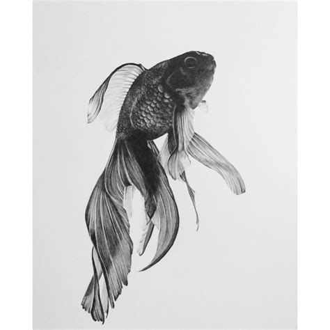 By phyllis brody and evelyn greenwald. Goldfish pencil drawing : drawing