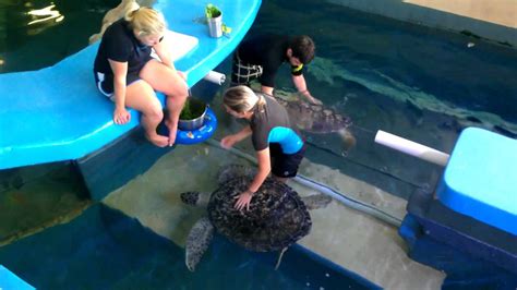 Turtle Feeding Time At Clearwater Marine Aquarium Youtube