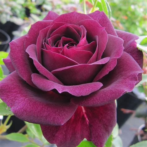 Ebb Tide Rose | Purple Floribunda Rose | The Fragrant Rose ...