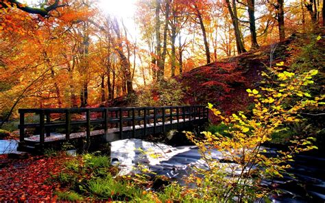 Bridge In Autumn Forest Hd Wallpaper Background Image