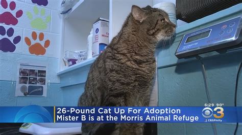 Big Cat Up For Adoption Wholesale Offers Save 47 Jlcatj Gob Mx