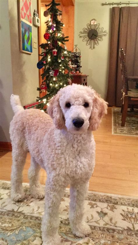 Calling all poodle and golden doodle lovers that live in the east valley! Poodle Doodle Keto - Pin on Keto recipes poodle doodles / #cosmiquechatte doodles #poodle doodle ...
