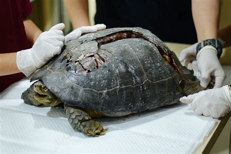 Turtle Born Without Shell