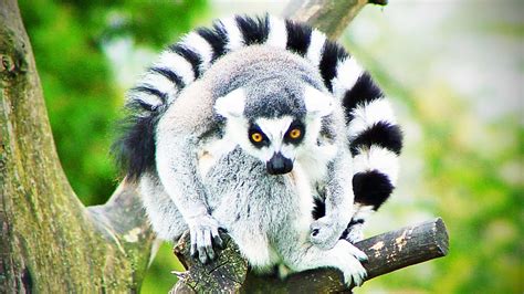 Funny Lemurs Have Fun Like A Lemur Hd Funny Pets Youtube