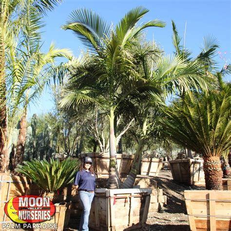 We are the most reliable floral source for florists press alt + / to open this menu. Walsh River King Palm | Palm Tree | Palm Paradise Nursery
