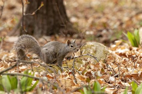 The Eastern Gray Squirrel Sciurus Carolinensis In The Park Stock Image