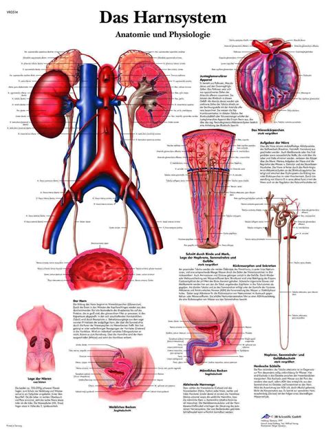 Das Harnsystem Lehrtafel Anatomie 50 X 67cm Poster Anatomie Anatomie