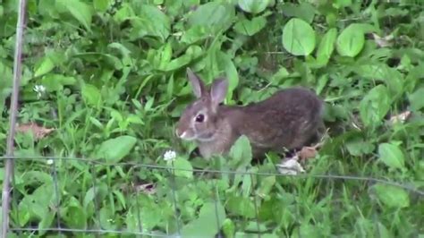 Backyard Bunny Youtube