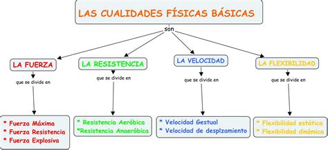 Educación Física Silvia Mapa Conceptual De Las Cualidades Físicas Básicas