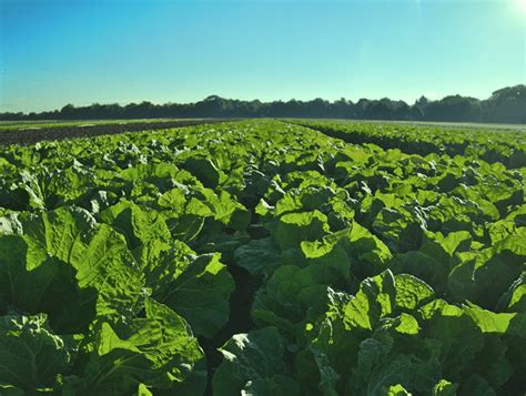 University of florida, institute of food and agricultural sciences. What Is Organic Farming? | 2017 Guide | Organic Farming ...