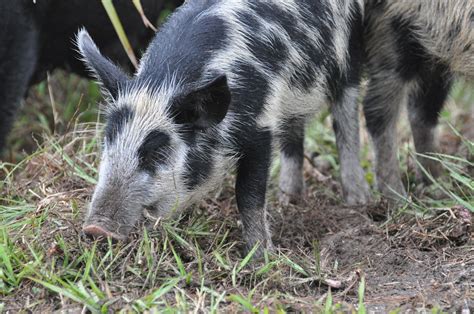 Feral Hog Florida Feral Hogwild Pig Sus Scrofa Linnaeus Flickr