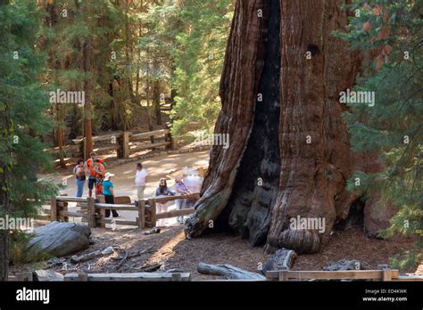 le général grant un arbre séquoia géant ou sequoia sequoiadendron giganteum à sequoia