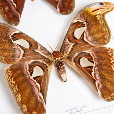 Atlas Moth Pair In Box Frame Attacus Atlas