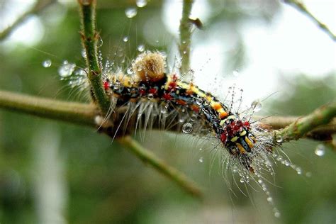 Colorful Caterpillar Photograph By Arnab Upadhyay Fine Art America