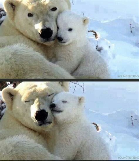 Polar Bear Mommy And Baby Hug Bears Pinterest Polar