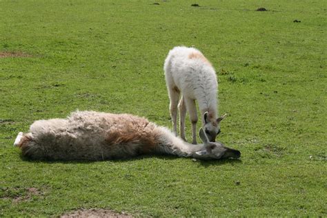 Llama Lying Down Whilst Baby Llama Licks Its Face Eshot Flickr