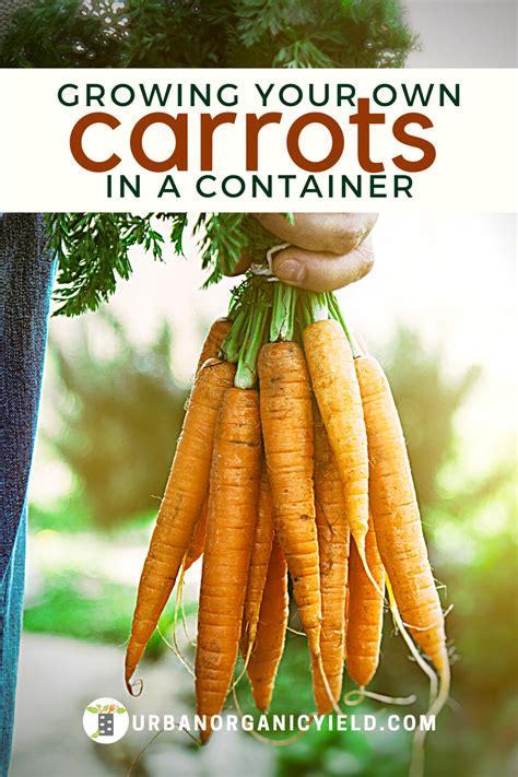 Learn How To Grow Carrots In Containers In This Article We Show You