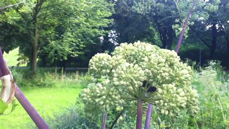 Hold on, it looks like millium wants to tell you something. Garden Angelica (Angelica Archangelica) - 2012-06-30 - YouTube