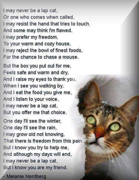 Pin By Kathy Bagwell On Cats Cat Poems Feral Cats Cats