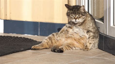 Why Is My Cat Sitting Like A Human Theories Explained