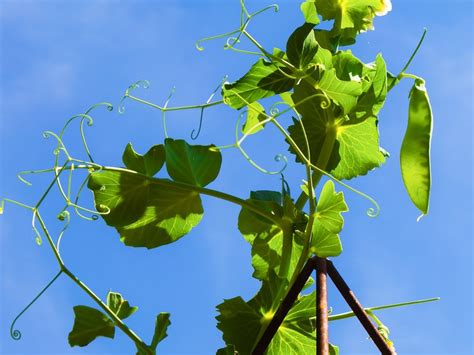 This project is one of the best ways you can find to. DIY Trellis Ideas for Beans + Peas (and how they're ...