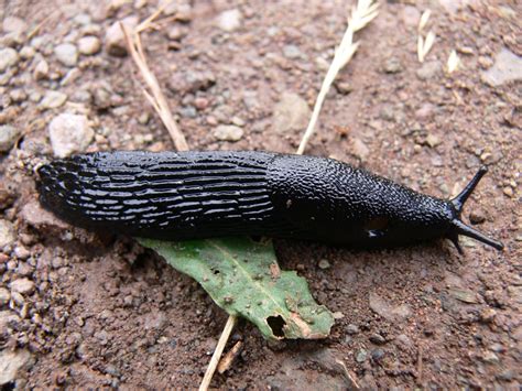 Black Slug Wikipedia