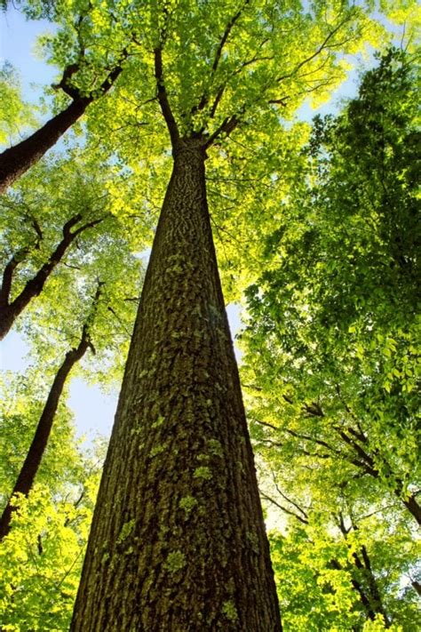 Imagen Gratis Madera árbol Paisaje Naturaleza Hoja Medio Ambiente