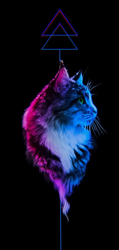720p Free Download Kitten Abstract Abstract Lines Black Blue Cats