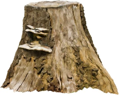 Tree stump Photography Clip art - Old tree stump png download - 670*536 png image