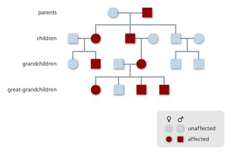 How to draw a family tree part 2 advanced youtube. What are single gene disorders? | Facts | yourgenome.org
