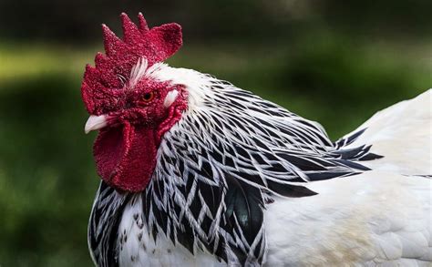 Chicken From China May Show Up On Us Shores Modern Farmer