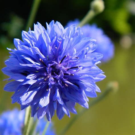 Cornflower Blue Photograph By Sharon Lisa Clarke Pixels