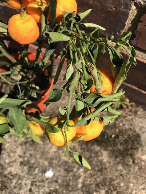 Help Dwarf Orange Tree In Dire Trouble — Bbc Gardeners World Magazine