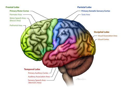 Areas Of The Brain Diagram