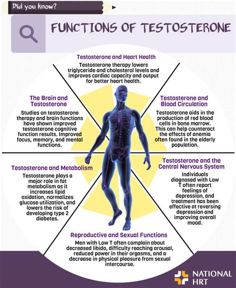 Functions Of Testosterone Infographic