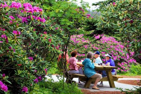 Roan Mountain Rhododendron North Carolina Travel North Carolina Homes