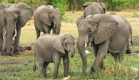African Elephant The Worlds Largest Land Animal