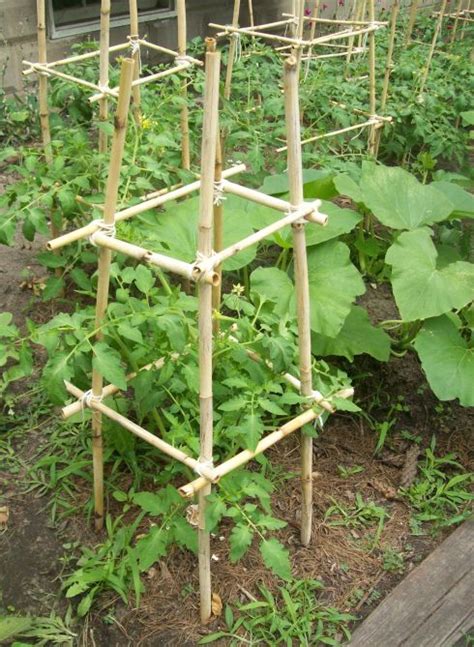 Homemade Bamboo Tomato Cages Cost 0 Tomato Trellis Tomato Cages