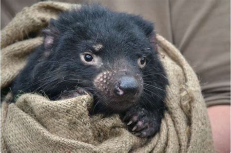 Evolution Of Two Contagious Cancers Affecting Tasmanian Devils