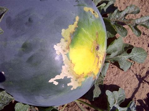 Weekly Watermelon Update 7 April 29 Panhandle Agriculture