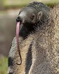 Giant anteater (Myrmecophaga tridactyla) | DinoAnimals.com