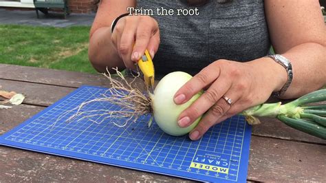 How To Prepare Onions For A Vegetable Show Youtube