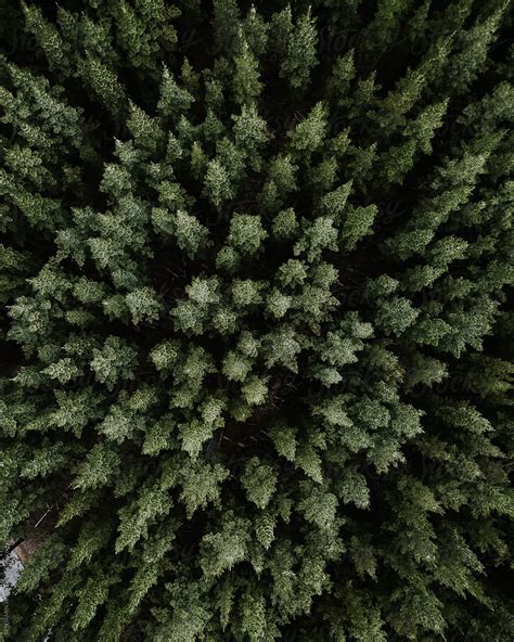 The Pine Forest By Stocksy Contributor Benjamin Andrew Stocksy